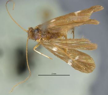 Media type: image;   Entomology 10909 Aspect: habitus dorsal view